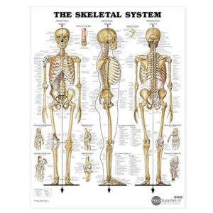 poster-het-menselijk-skelet-50-x-70-cm-medfriend-co-ltd-31